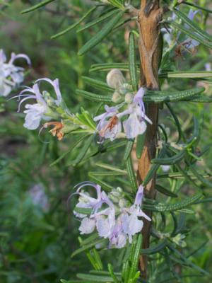 Rosmarinus officinalis (romero)